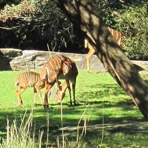 African Plains- Nyala Calf