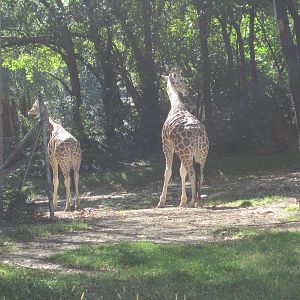 African Plains- Rothschild's Giraffes