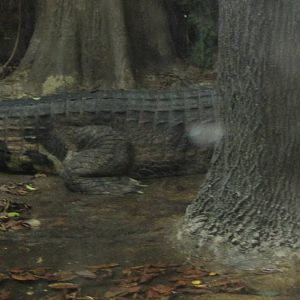 World of Reptiles- False Gharial