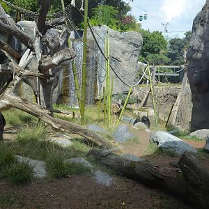 Bonobo Habitat