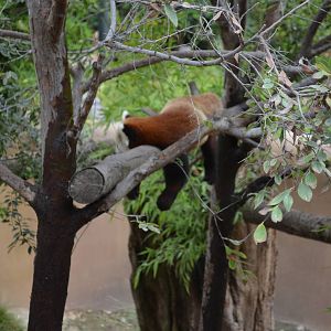 Lesser Panda - Panda Trek