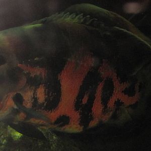 Hidden Amazon- Oscar