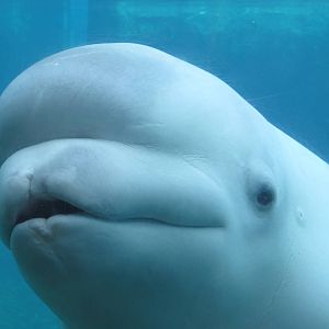 Arctic Coast- Juno the Beluga