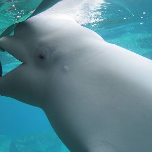 Arctic Coast- Juno and His Ribbon