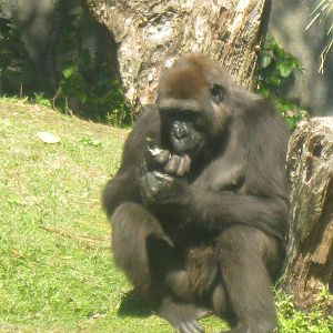 Myombe Reserve- Gorilla