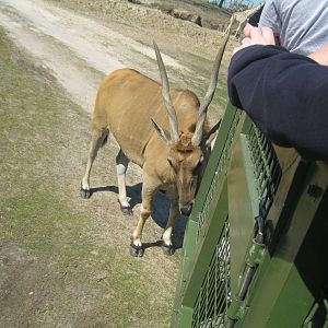Serengeti Plain- Common Eland