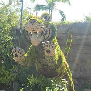 Panthera tigris plantus