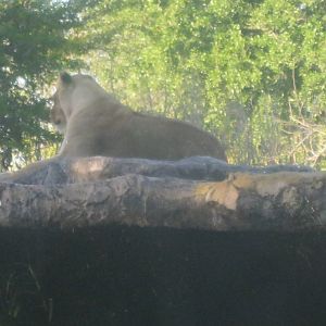 Edge of Africa- Lioness