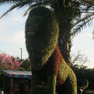 Panthera leo plantus