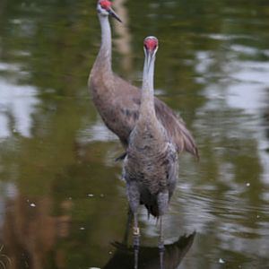 night zoo, august 11, 2012