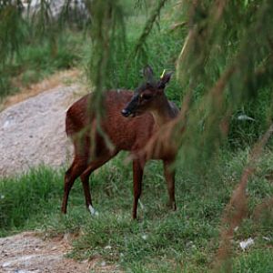 night zoo, august 11, 2012