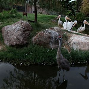 night zoo, august 11, 2012