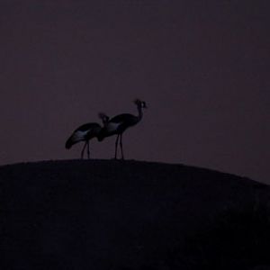 night zoo, august 11, 2012