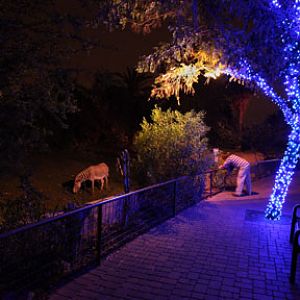 night zoo, august 11, 2012