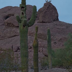 night zoo, august 11, 2012