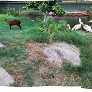 night zoo, august 11, 2012