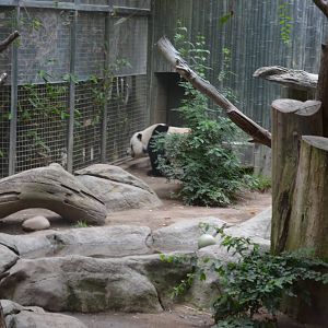 Giant Panda - Panda Trek