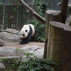 Giant Panda - Panda Trek
