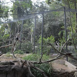 Lion-tailed Macaque Enclosure