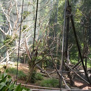 Silvered Leaf Monkey Enclosure