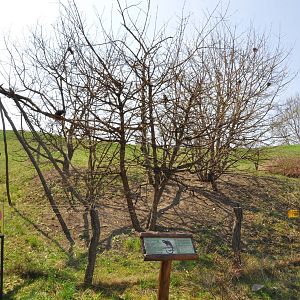 Enclosure for red-handed tamarins (Saguinus midas)