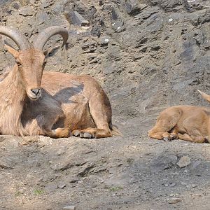 Barbary sheep (Ammotragus lervia)