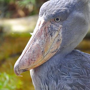 Shoebill (Balaeniceps rex)