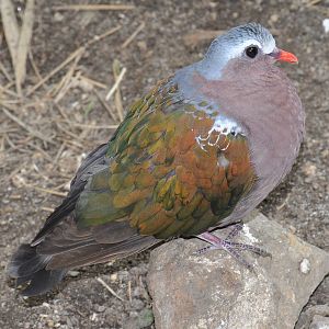Green-winged pigeon (Chalcophaps indica)