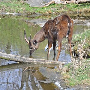 Western Sitatunga (Tragelaphus spekii gratus)