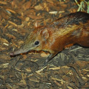 Checkered elephant shrew (Rhynchocyon cirnei)