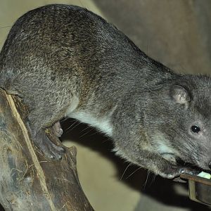 Southern tree hyrax (Dendrohyrax arboreus)