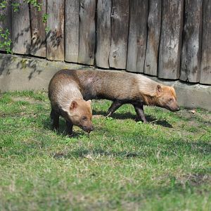 Bushdogs (Speothos venaticus)