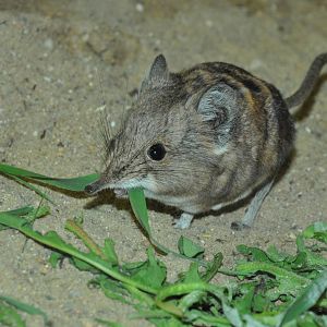 Round-eared sengi (Macroscelides proboscideus)