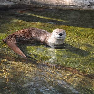 Canadian otter (Lontra canadensis)