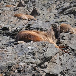 Himalayan tahrs (Hemitragus jemlahicus)