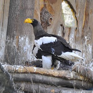 Steller's sea eagle (Haliaeetus pelagicus)