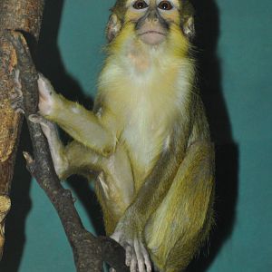 Gabun talapoin (Miopithecus ogouensis)