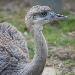 Young greater rhea
