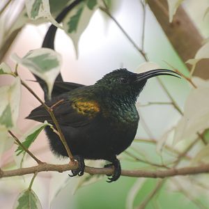 Bronze sunbird