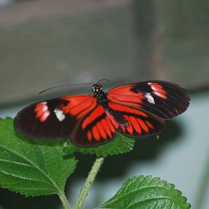 Heliconius sp. - Id please