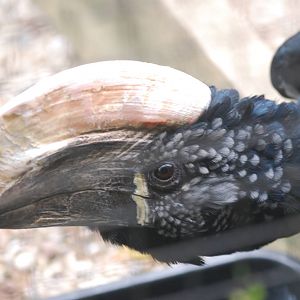 Silvery-cheeked hornbill