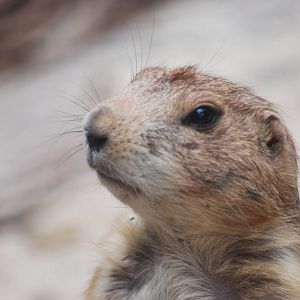 Black-tailed prairie dog