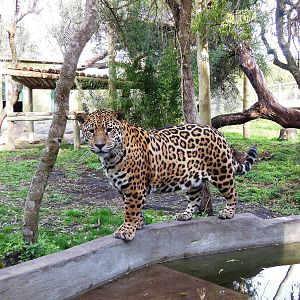 Jaguar Exhibit