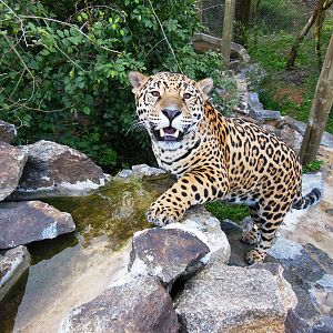 Jaguar Exhibit