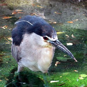 Wild Black-crowned Night Heron