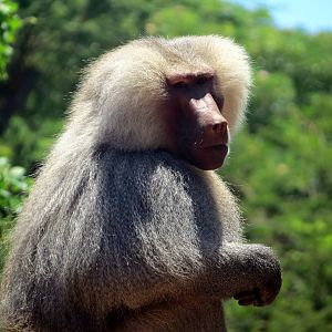 Hamadryas Baboon