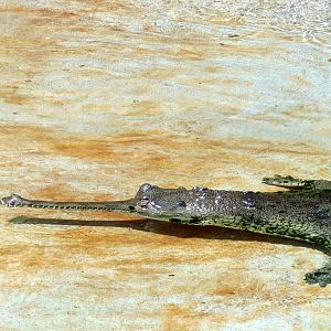 Gharial