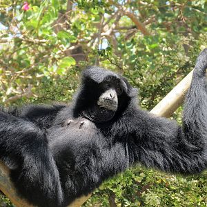 Siamang