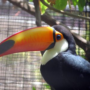Toco Toucan