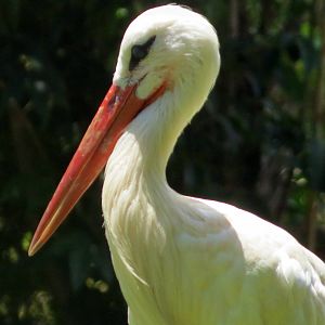 White Stork